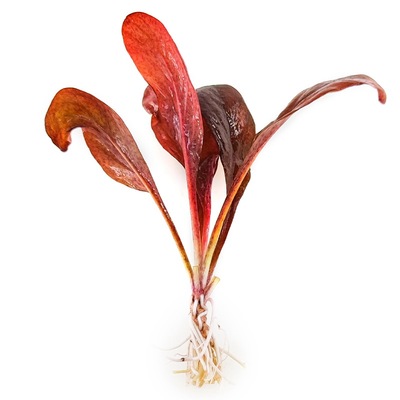 水族千草堂新手易养易活皇冠