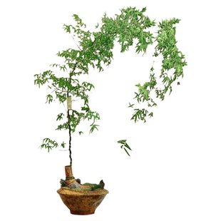 小叶簕竹成品盆景竹子老桩盆栽绿植室内客厅茶室勒竹禅意植物好养