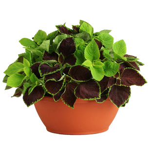 进口彩叶草种子春季秋季室内阳台露台盆栽室外花园播混色花卉种子