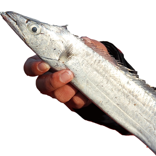 海新鲜大带鱼段4斤特级大刀鱼中段渤海黄海特大深渔船自捕山东