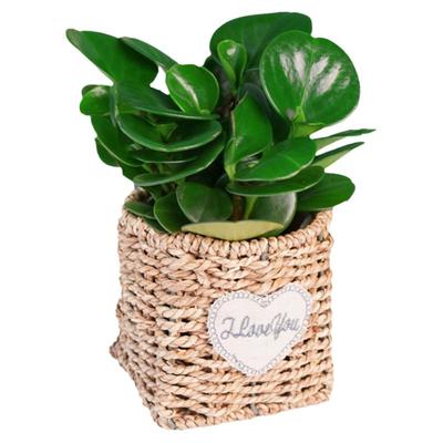 四季常青好养室内客厅青叶碧玉