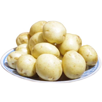 小土豆甘肃定西大坪旱地沙面