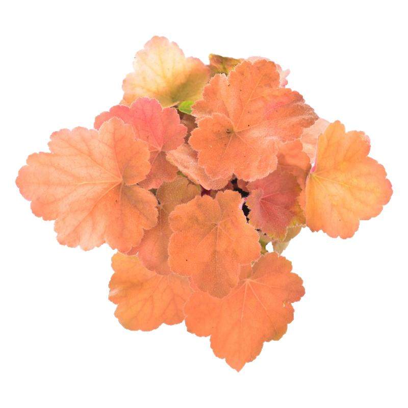 矾根盆栽花卉植物室内花苗四季常青观叶耐寒绿植庭院地被绿化花苗