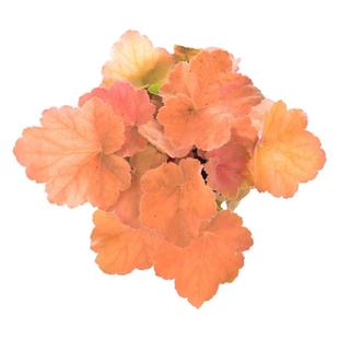 矾根盆栽花卉植物室内花苗四季常青观叶耐寒绿植庭院地被绿化花苗