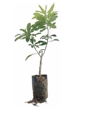 黑炭南方庭院种植带泥土嫁接苗