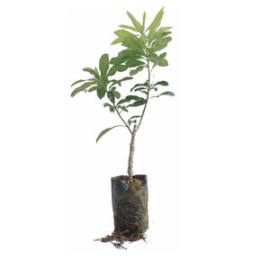 杨梅树树苗嫁接矮化东魁黑炭水晶杨梅特大南北方种植带土当年结果