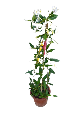 金银花树苗盆栽四季爬藤植物易活
