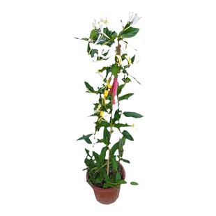 金银花树苗盆栽鸳鸯忍冬藤室内浓香花卉阳台庭院四季爬藤植物易活