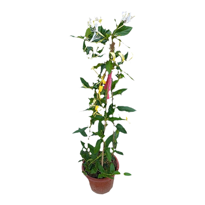金银花树苗盆栽四季爬藤植物易活