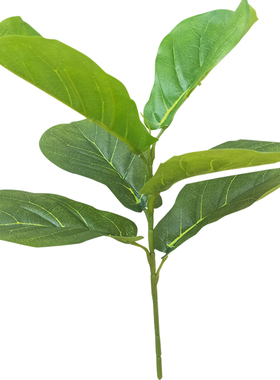 琴叶榕单枝绿叶盆景客厅装饰植物