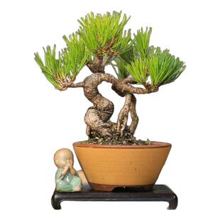 黄山松造型盆景曲干老桩好养四季常青办公室一物一拍多年根系好