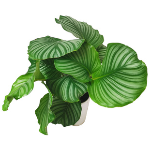 青苹果竹芋紫背天鹅绒室内植物北欧风客厅绿植净化空气观叶