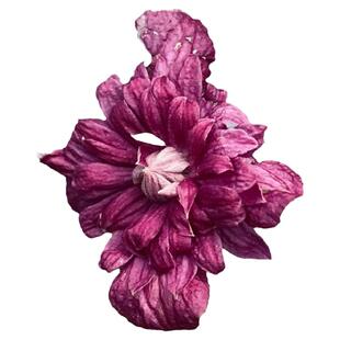 典雅紫铁线莲花苗盆栽爬藤藤本皇后重瓣大花丰花多季攀援花卉植物