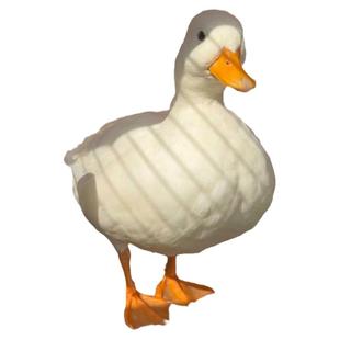 网红宠物可达鸭子青年成年纯种柯尔鸭活体包下蛋可繁殖公母可选