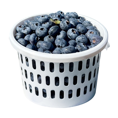 热销桶装L25云南花香蓝莓