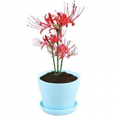 绿植种子曼珠沙华盆栽石蒜花