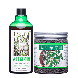 大叶伞专用肥保罗昆石兰遮树肥料伞树营养液昆士兰伞木有机肥辐叶