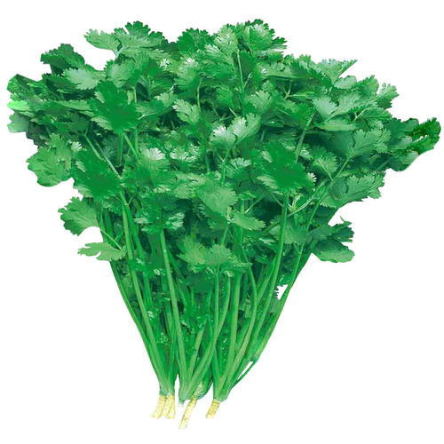 耐热香菜种籽高温夏季夏天种植的蔬菜种子四季籽种适合种的菜菜种