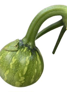 贵州迷你小南瓜青瓜嫩瓜清甜可口