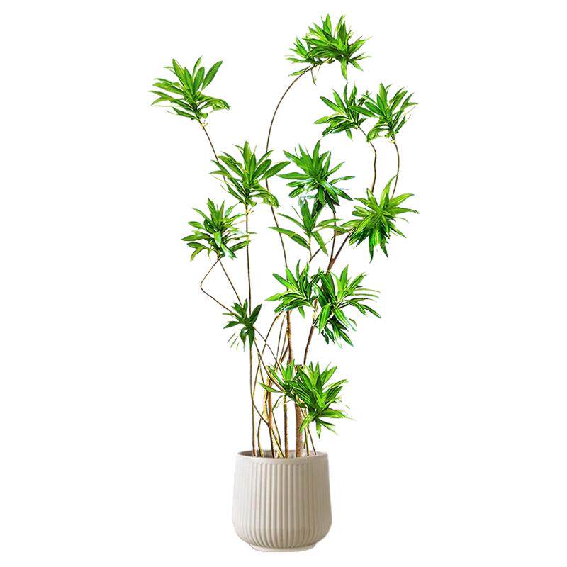 百合竹客厅造型绿植室内大