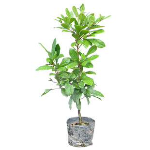 神秘果苗 神秘果树苗 南方果树苗 带土带泥带叶广西发货 盆栽地栽