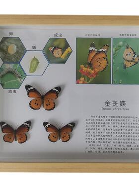 昆虫蝴蝶生活史标本工艺品礼物