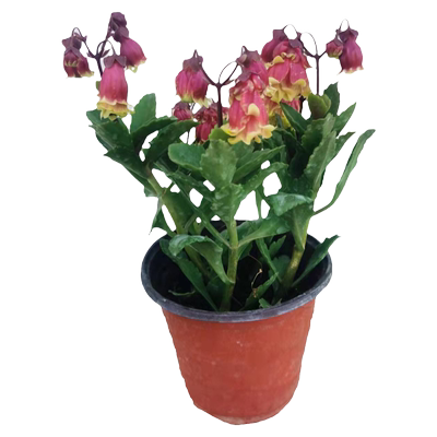 带花苞重瓣大花阳台宫灯长寿花