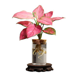 水培植物绿植室内水养绿萝花卉客厅桌面小盆栽四季水生好养吉利红