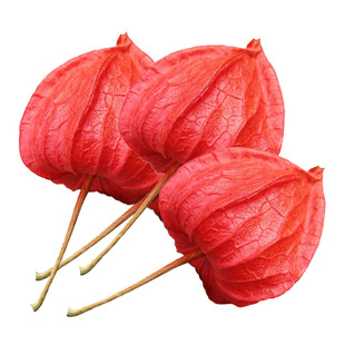 东北红姑娘长白山红姑娘苦姑娘锦灯笼果皮泡茶500g包邮顺丰