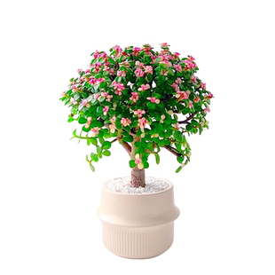 金枝玉叶盆栽老桩多肉水培植物室内花办公室绿植好养净化空气