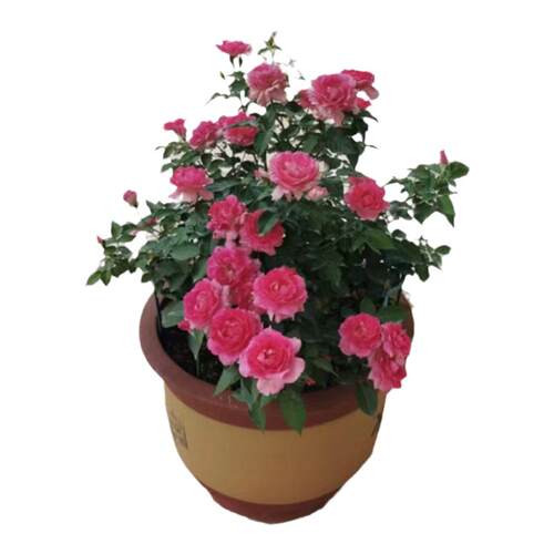 无刺天方夜谭月季灌木大花浓香多头庭院阳台露台花卉盆栽地栽花卉