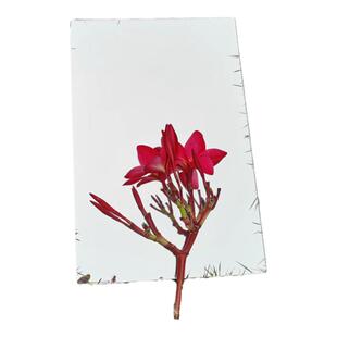 20CM宽长方形浴室镜玻璃镜子免打孔贴墙梳妆简约现代卫生间化妆镜