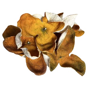 广西浦北茶枝柑新皮2025陈皮原料大红皮香气浓郁农家皮大红柑二红