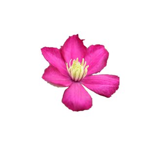 铁线莲里昂村庄三类晚花爬藤植物阳台庭院花园盆栽地栽花苗