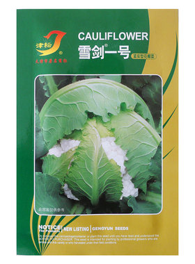 耐热雪白55天紧花菜种子不用遮盖