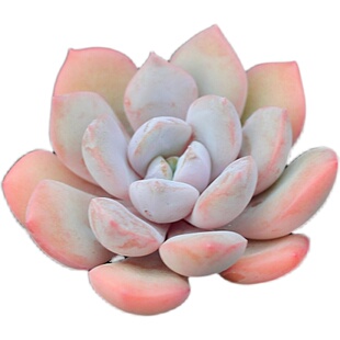 多肉植物组合盆栽绿植花卉办公桌面新手肉肉黄丽特价清仓大颗