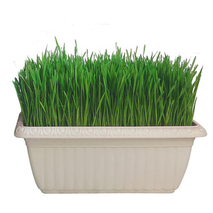 多猫家庭请入 猫草盆超大号麦草种子营养土种植套装狗狗小麦草