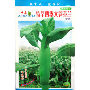 四季大笋芥兰种子芥蓝蔬菜种籽孑籽种广东菜种大芥蓝菜籽介兰菜种