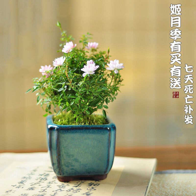 极速发货四季简约金鱼兰花带盆栽好栀子桌面绿植蓝花室内盆