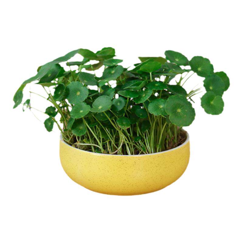 铜钱草室内盆栽花卉绿植套餐