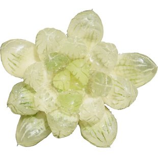 琥珀玉露 多肉植物 雨露肉肉办公室植物室内盆栽花卉锦有一物一拍