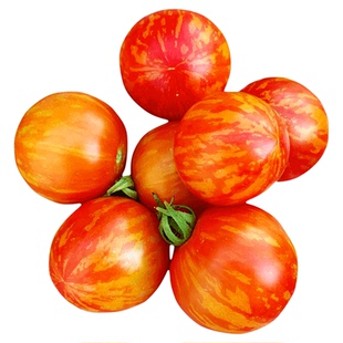 花绣球虎纹番茄种子盆栽虎皮水果彩色春秋樱桃四季西红柿蔬菜种孑