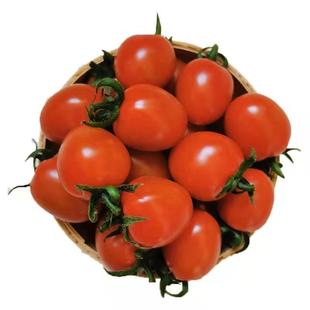 釜山88小番茄圣女果千禧玲珑果新鲜水果现摘樱桃小柿子自然熟特甜