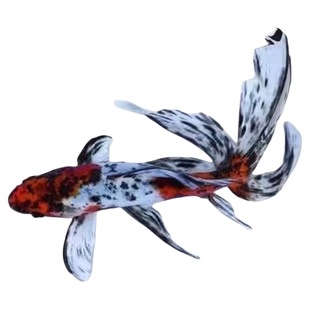 兰花草金锦鲫五花色好养耐活耐寒冷水观赏鱼易存活鱼场直发