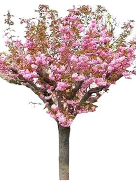 日本樱花树苗庭院大型小苗盆栽地栽四季南北方种植风景树绿化树苗