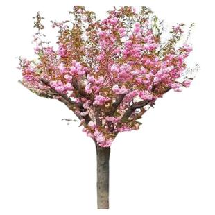 日本樱花树苗庭院大型小苗盆栽地栽四季南北方种植风景树绿化树苗