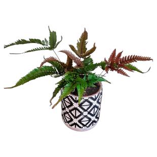 花与花器 三色凤尾蕨 水陆雨林缸造景蕨类植物盆栽室内观叶绿植