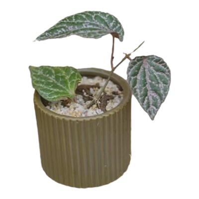 瑰丽胡椒粉色系热带植物好养