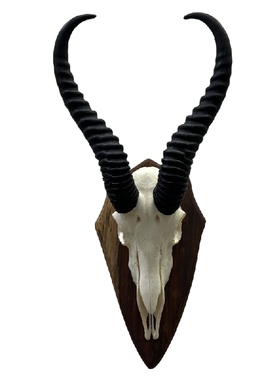 非洲进口真跳羚头骨装饰摆件收藏