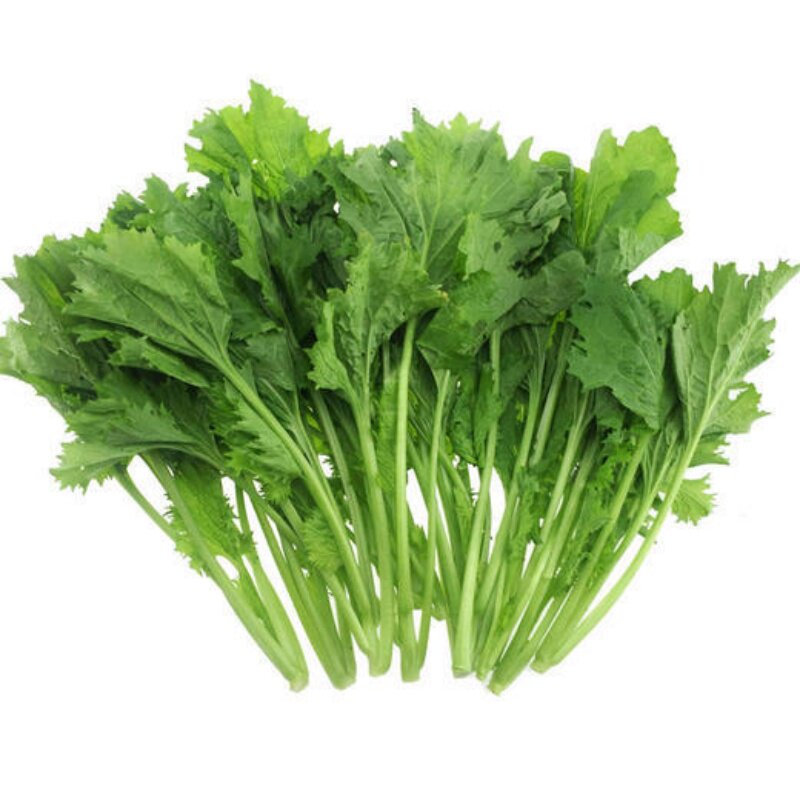 饺子菜种香叶芥籽耐热寒四